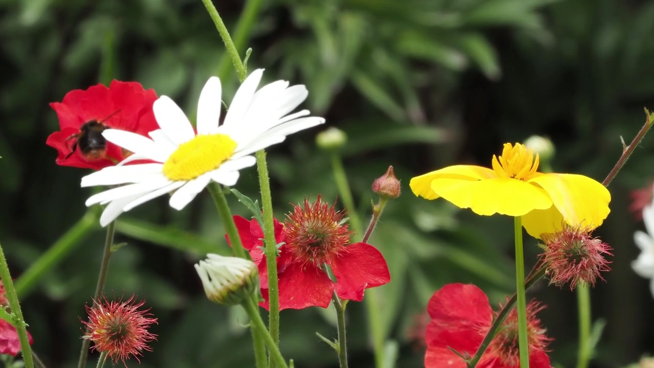Humle som besøker blandede blomster med prestekrager, rød nellikrot og gul kalifornisk valmue.
