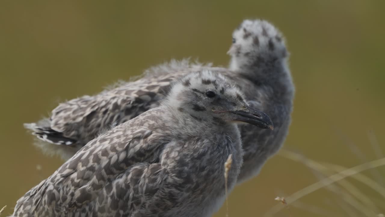 un par de polluelos parados en la hierba en la isla texel con el viento soplando más allá