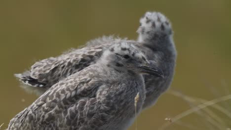 un par de polluelos parados en la hierba en la isla texel con el viento soplando más allá