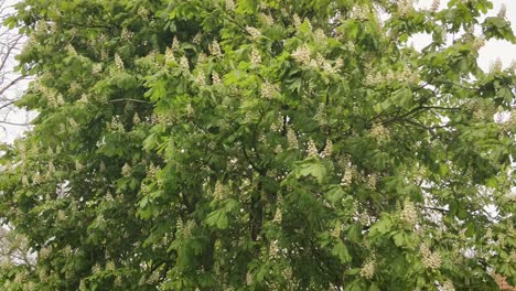 european chestnut tree in harsh wind