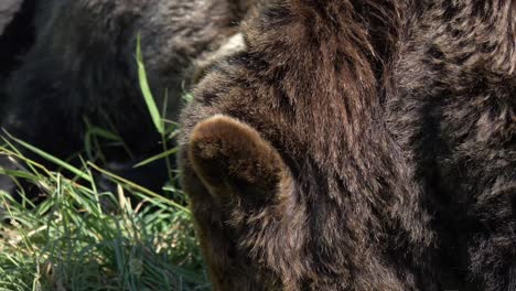 wildlife with grizzly brown bears feeding on a sunny grass