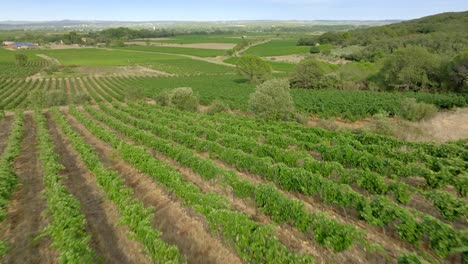 lento disparo aéreo sobre los vibrantes viñedos en el sur de francia