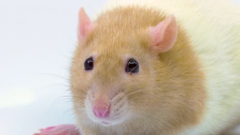 macro close-up of a fancy rat, face and head as it sniffs and looks at camera on a white background