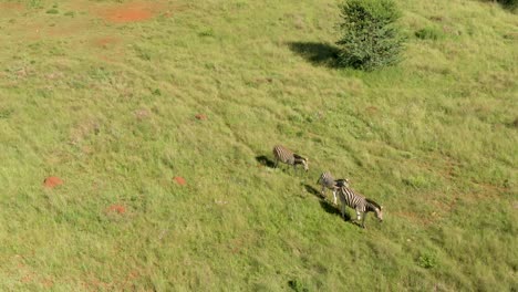 drone aerial footage of a zebra walking in the wild of africa