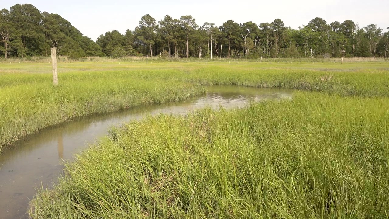 Brackish water channels in a wetland habitat.