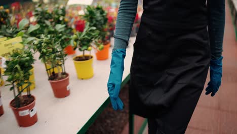 Female-worker-florist-walking-by-the-greenhouse-in-apron-and-gloves,-cropped-footage