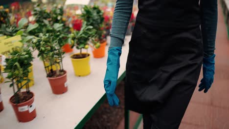 female worker florist walking by the greenhouse in apron and gloves, cropped footage