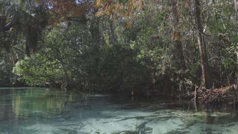 Weeki-Wachee-Natürliche-Quelle-Wildnis-Und-Vegetation