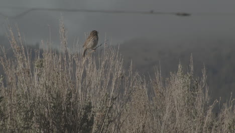 savannah sparrow singing in the sierra valley