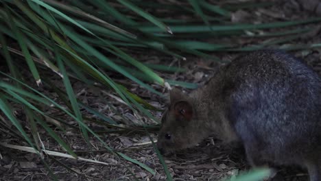quokka explorando y buscando alimento en el hábitat del zoológico