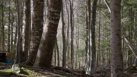 pan of a sunny forest in france