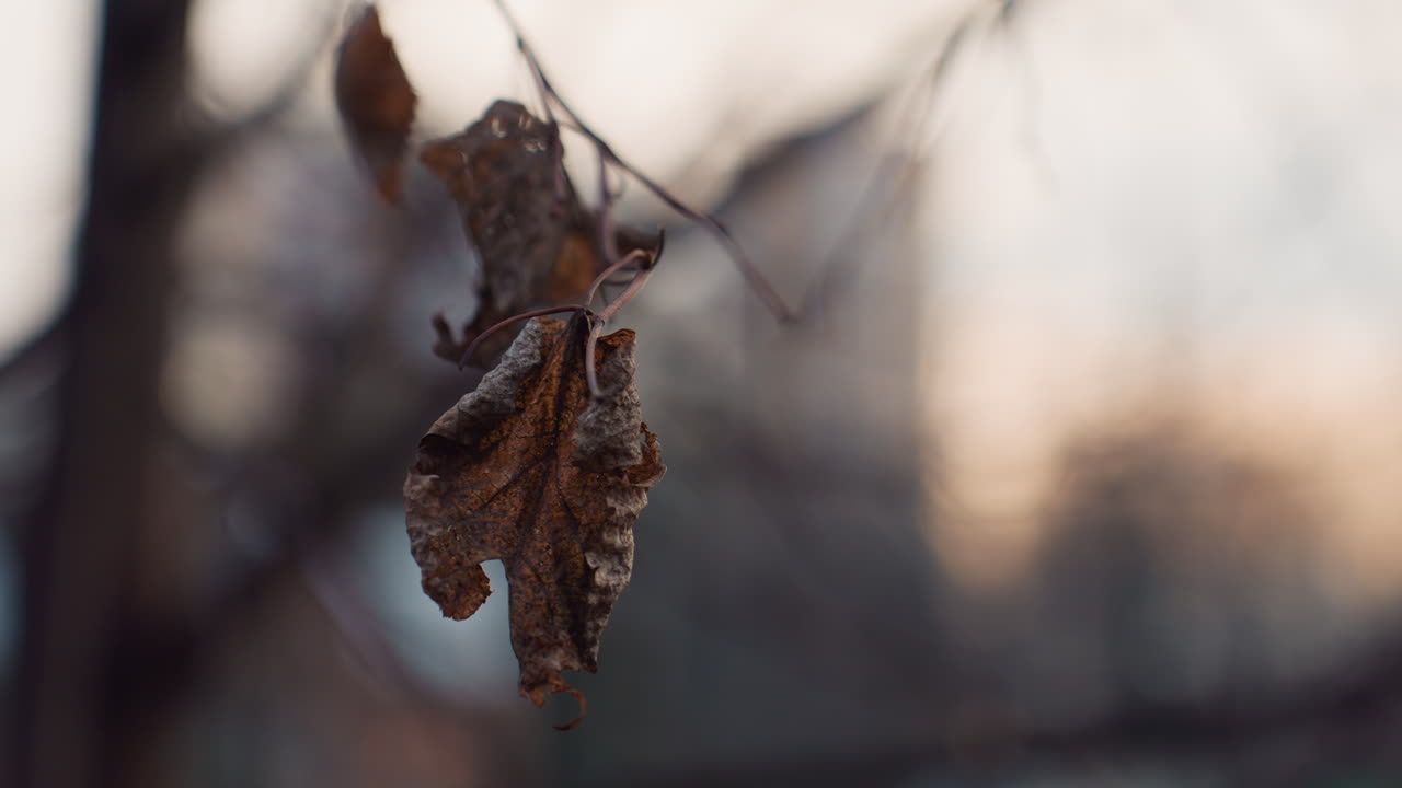 Close up of single dry winter leaf curled on branch with soft blurry background, showcasing moody seasonal decay and delicate natural textures in calm atmospheric light during cold season