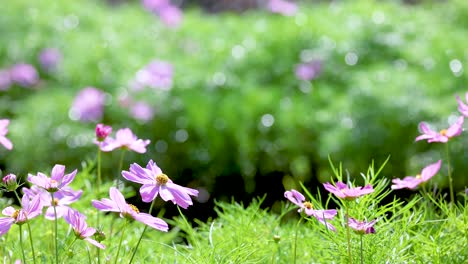 pink cosmos flowers in garden