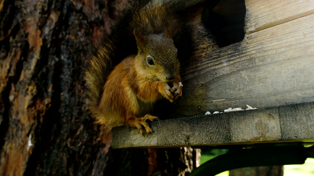 Funny and cute squirrel close-up nibbles nuts with claws, sitting on a tree in the forest in the stern