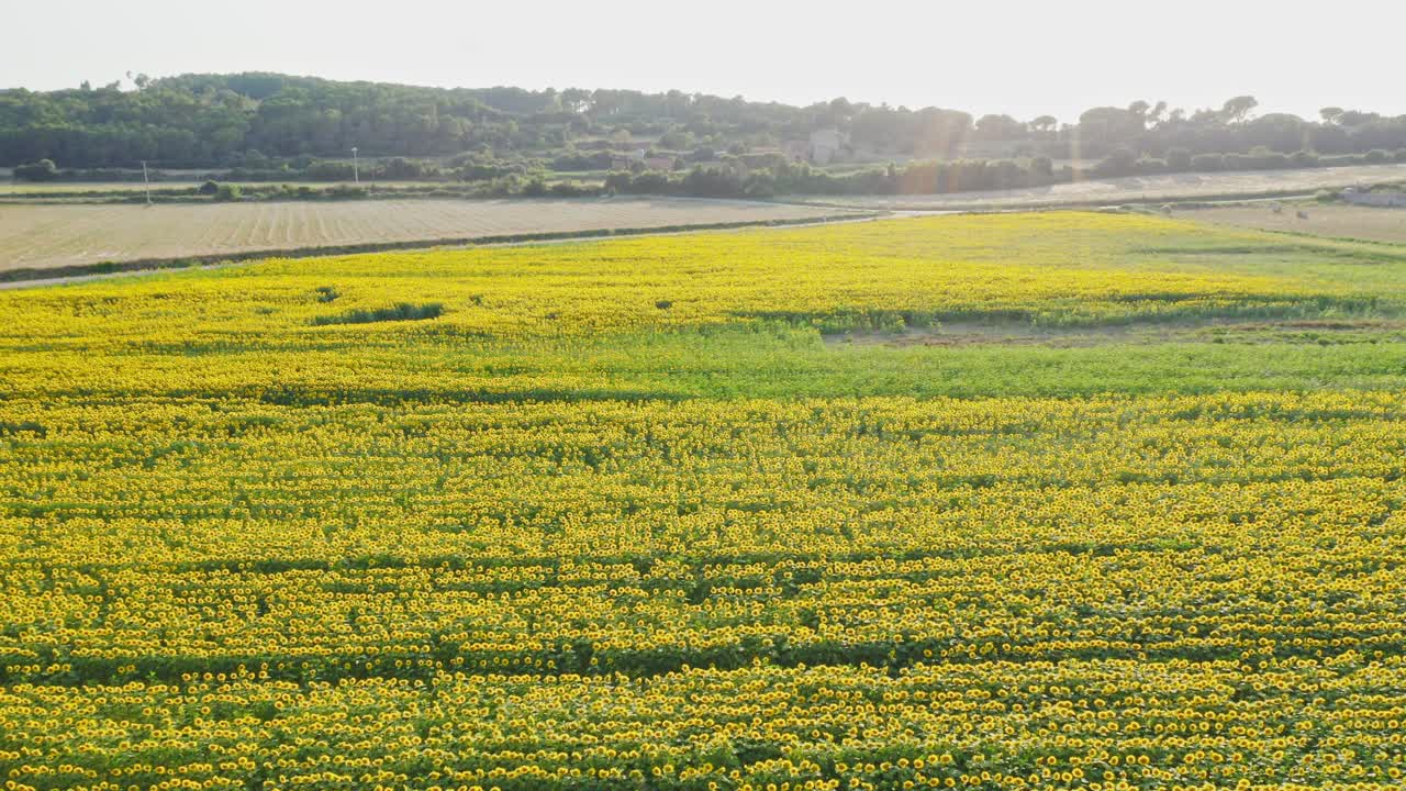 сезон подсолнечника в каталонии