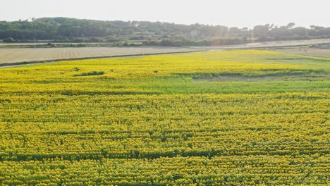 Sonnenblumensaison-In-Katalonien