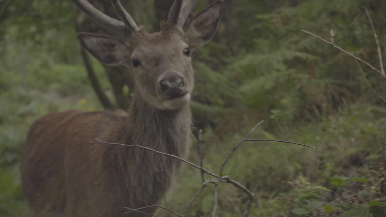 deer with long horns grazing in the forests of scotland uk. wild animal living in natural wonders