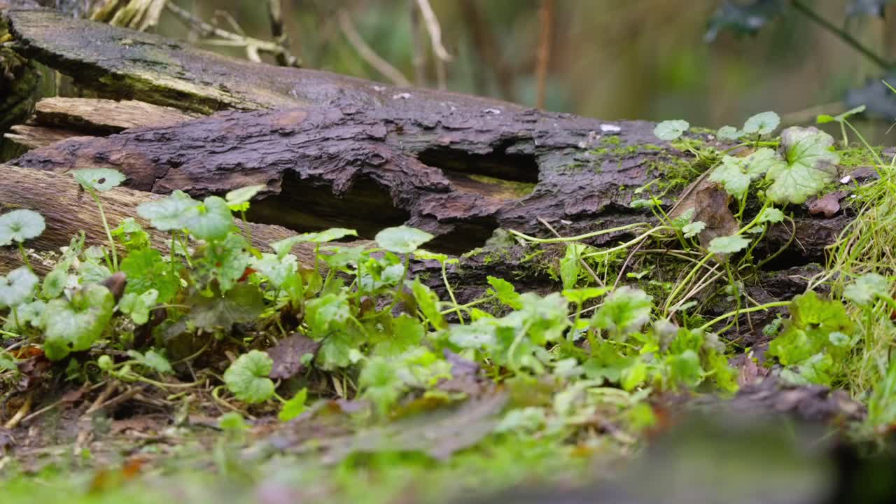 Un pacifico toporagno fa capolino da dietro un folto ciuffo di muschio, annusando l'aria circostante nel bosco, attento e guardinghero