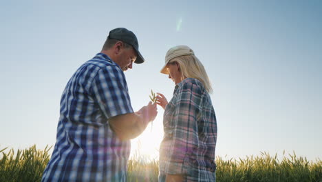 dos granjeros están estudiando espigas de trigo en el campo