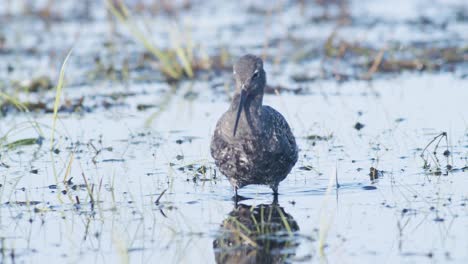 Closeup-of-spotted-redshank-feeding-in-shallow-puddle-during-spring-migration-in-wetlands