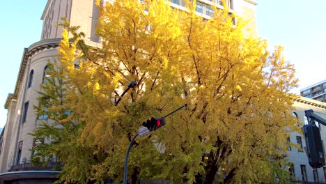 la belleza de la avenida nihon-ōdōri
