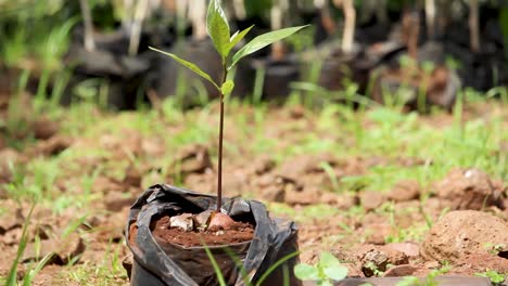 áfrica-Kenia-verde-Bio-Orgánico-Bajo-Desperdicio-Agricultura-Inteligente---Plántulas-De-Aguacate-En-Un-Jardín-Casero,-Agricultura-De-Interior-Kenia-áfrica-Durante-Covid-2020-2021-Distanciamiento-Social-2020-Año-Nuevo-2021