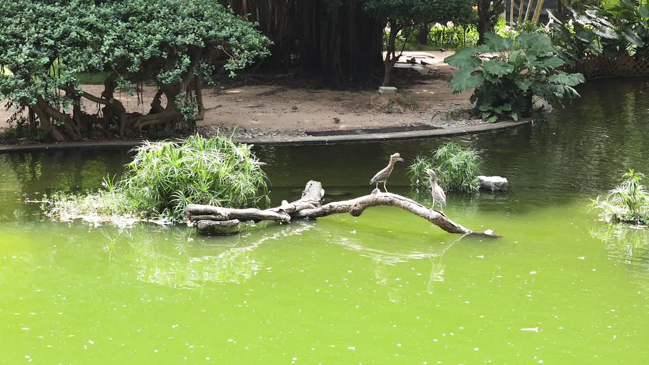 초록색 연못 에 있는 나무 어리 에 앉아 있는 여우