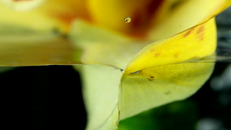 orchid petals underwater