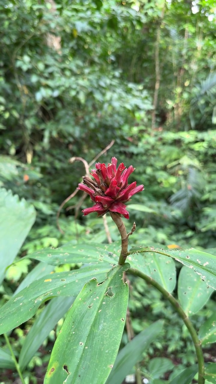 Fiore di zenzero rosso in fiore in una foresta pluviale tropicale