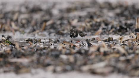 dunlin on a seashore