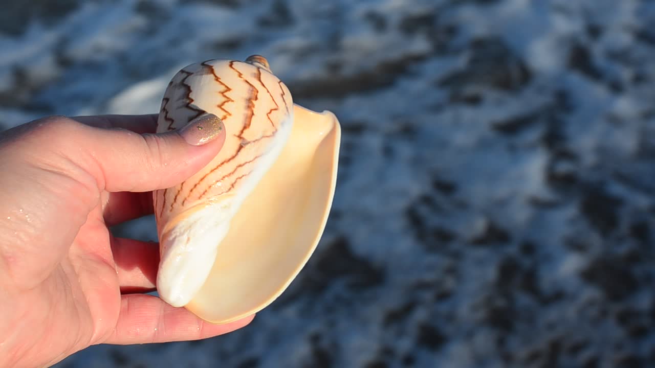 Concha marina en una mano. Playa. Grabación en la playa.