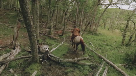 a person riding a horse and a dog are walking through the woods