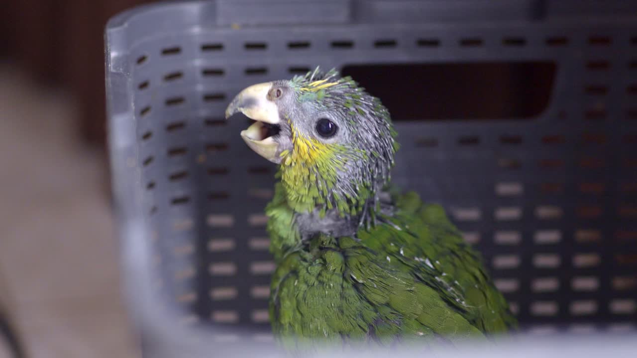 초록색 노란색 새끼 무새, 2 개월, 회색 바구니에 앉아, 수염을 열고, 클로즈업