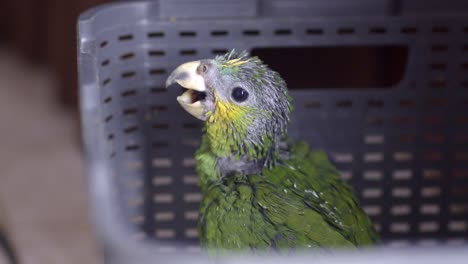 green yellow baby parrot of 2 months sitting in gray basket, opening beak, closeup