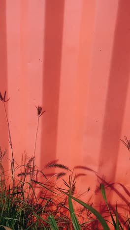 pink wall with grass and shadows