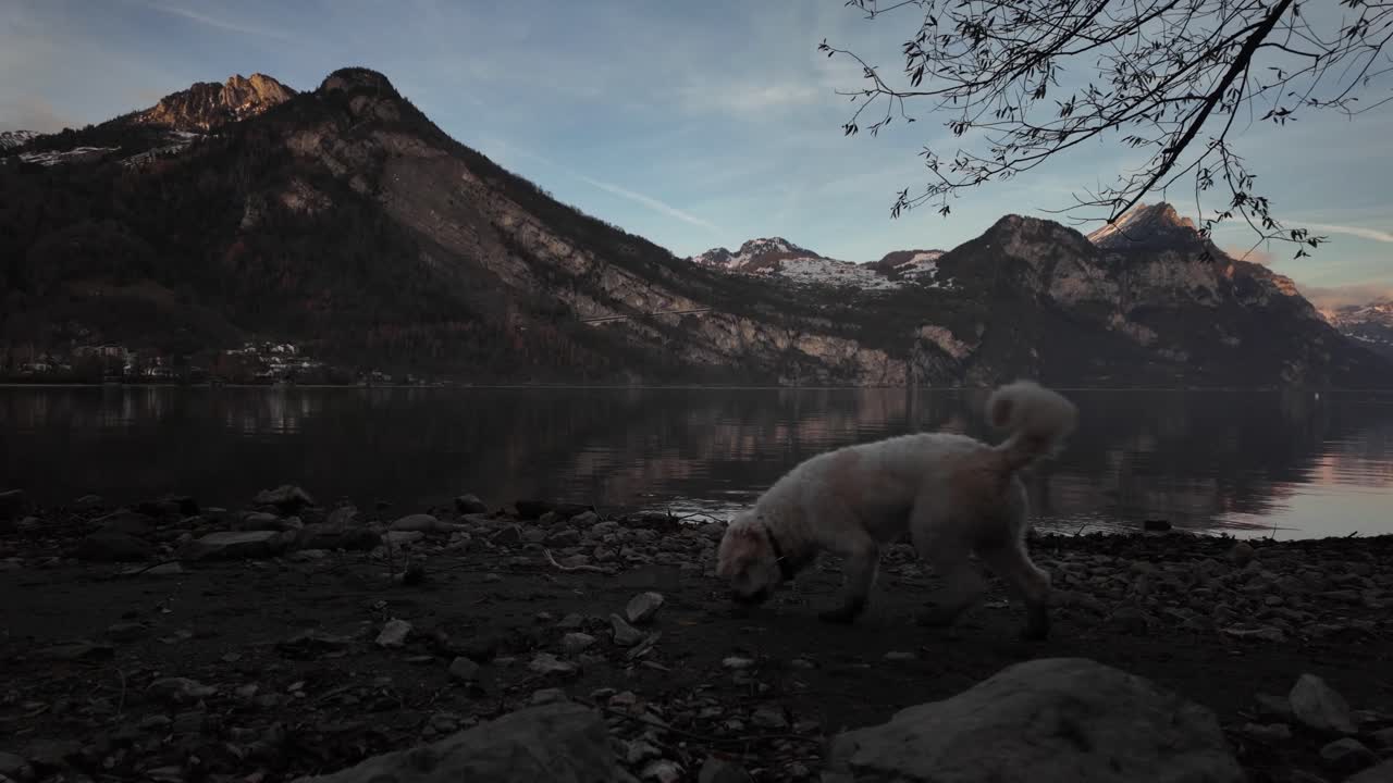 Alpine landscape Lake Walen Walensee Switzerland outdoor dog pet labradoodle morning walk