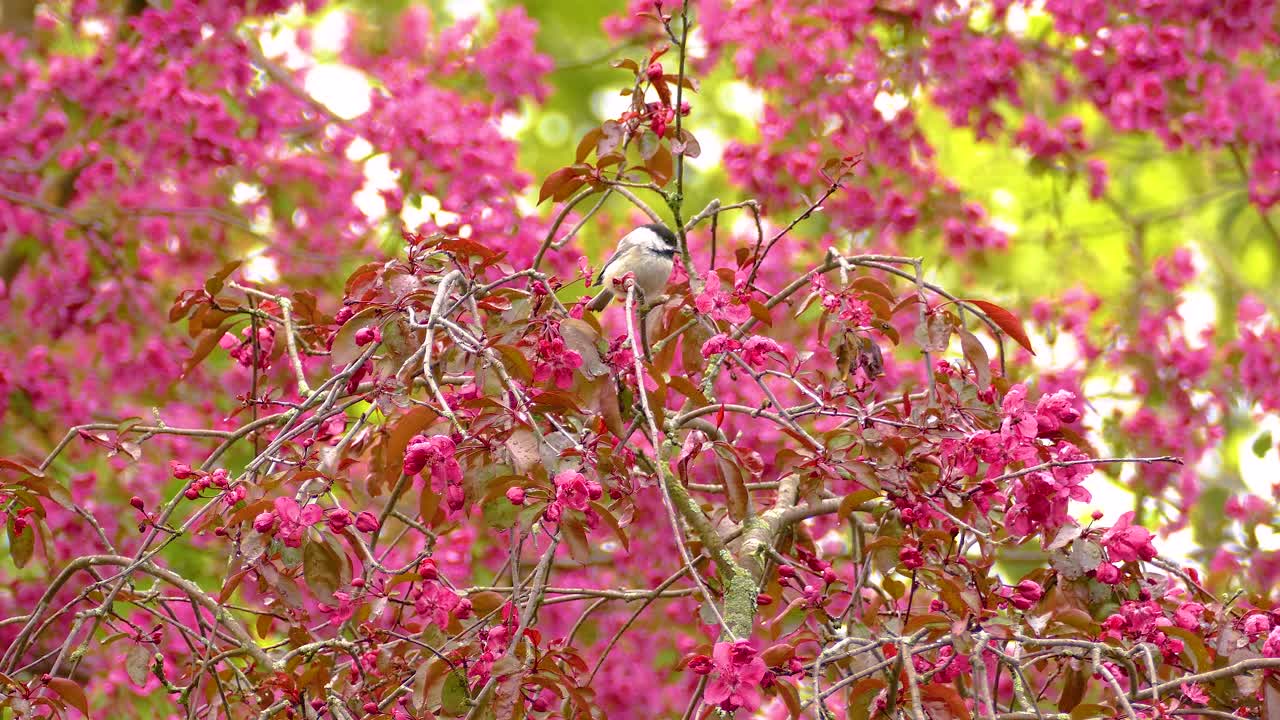 Common Chickadee perched on a flowering tree branch in spring, surrounded by vibrant blossoms