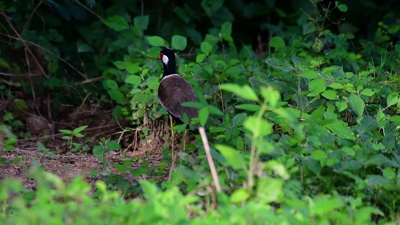 el avefría de barbas rojas es una de las aves más comunes de tailandia