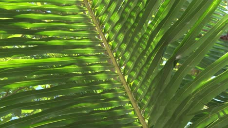 incline lentamente hacia abajo una hoja de palmera retroiluminada con textura verde