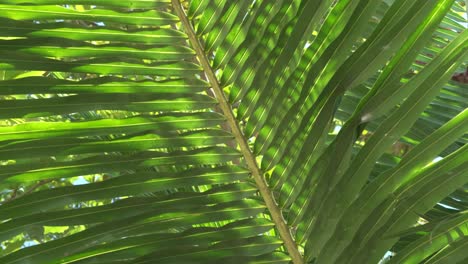 slow tilt down a back lit palm tree leaf with green texture