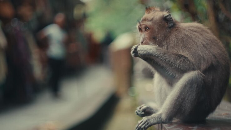 primate portrait in Bali, Indonesia, featuring a monkey in an active pose on a ledge with a soft bokeh background that emphasizes its textures and fur