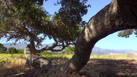 Eine-Alte-Eiche,-Die-Auf-Einer-Ranch-In-Santa-Barbara,-Kalifornien,-Am-Boden-Wächst