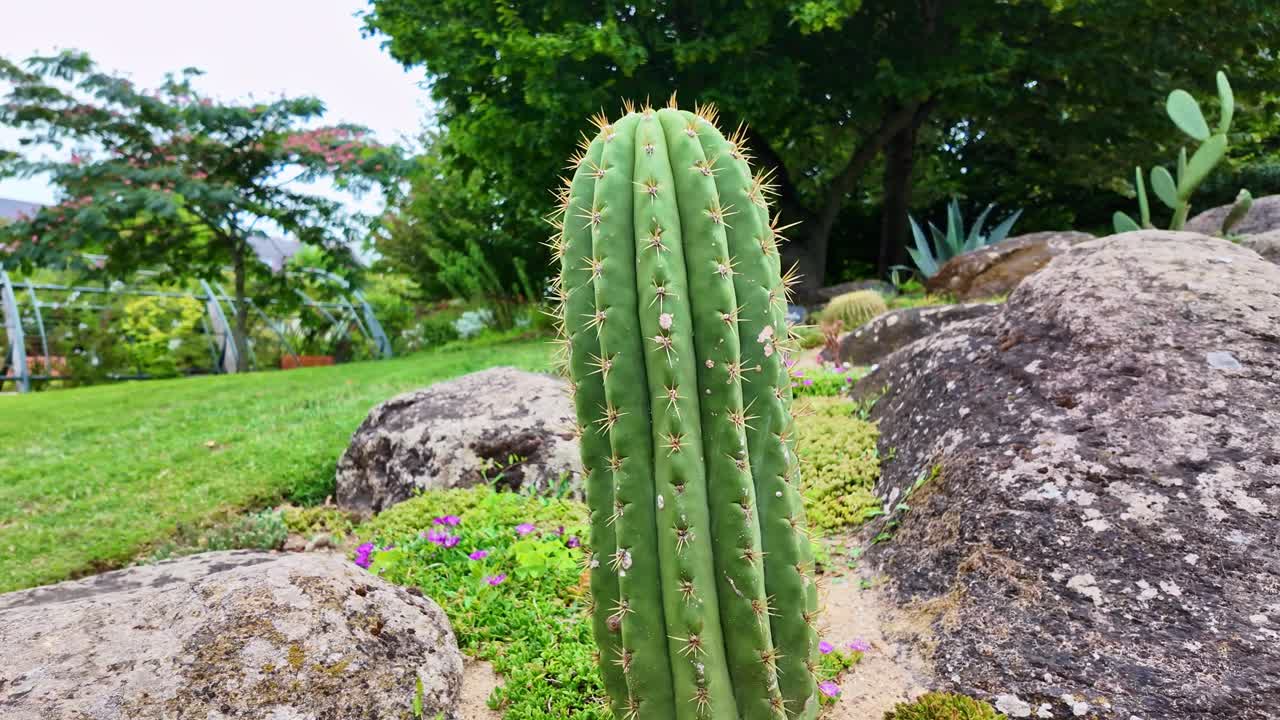 Close-up view of Pachycereus Pringlei green spiked cactus in botanical rocky garden, Saint-Nazaire, Loire-Atlantique, France