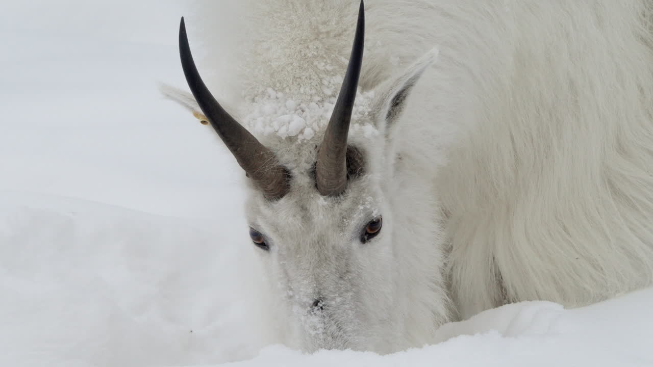 Bergsget vilar på snön i Whitehorse, Yukon, Kanada - Närbild