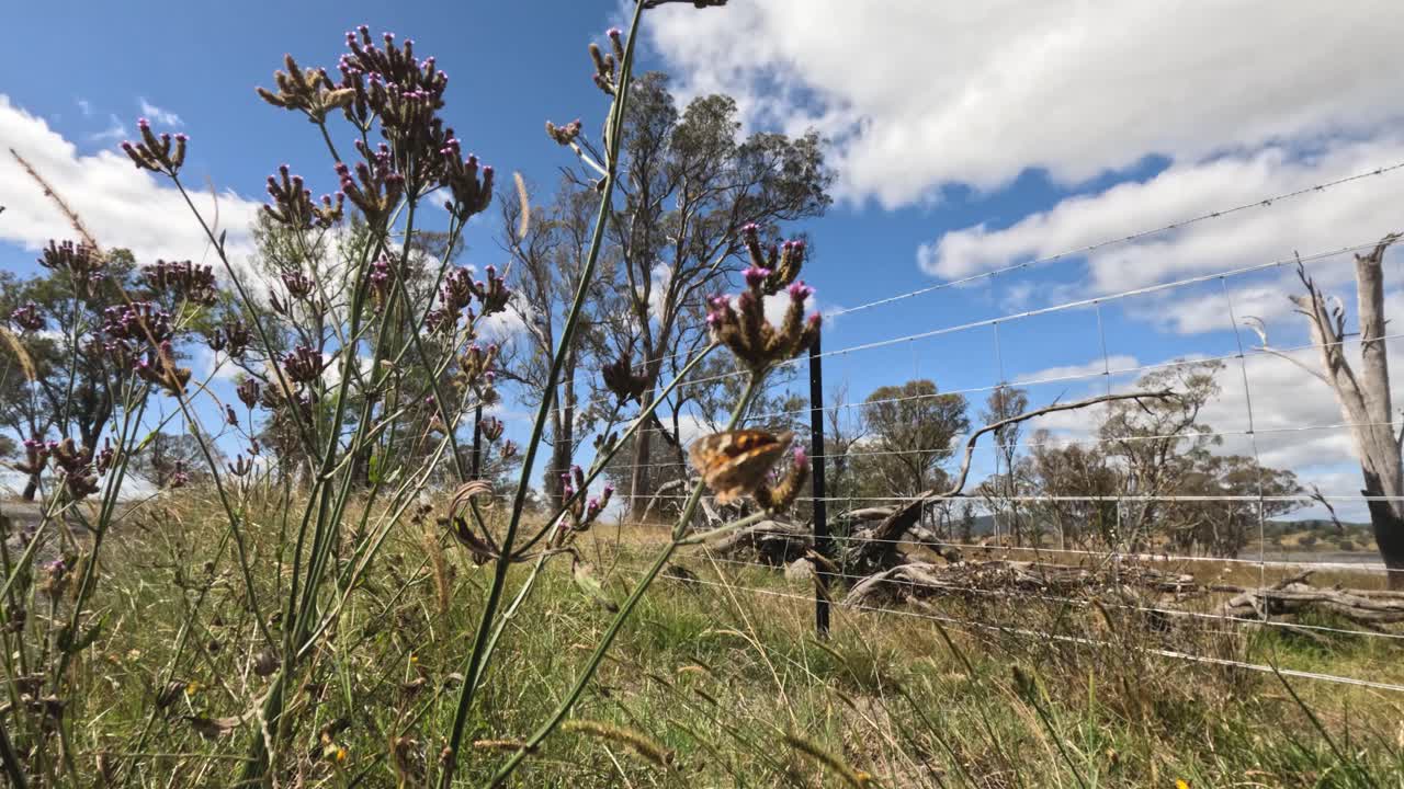 las plantas con flores se balancean suavemente en un campo sereno