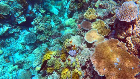 Underwater-4K-HDR-of-the-Great-Barrier-Reef-in-Queensland,-Australia-in-December-2022