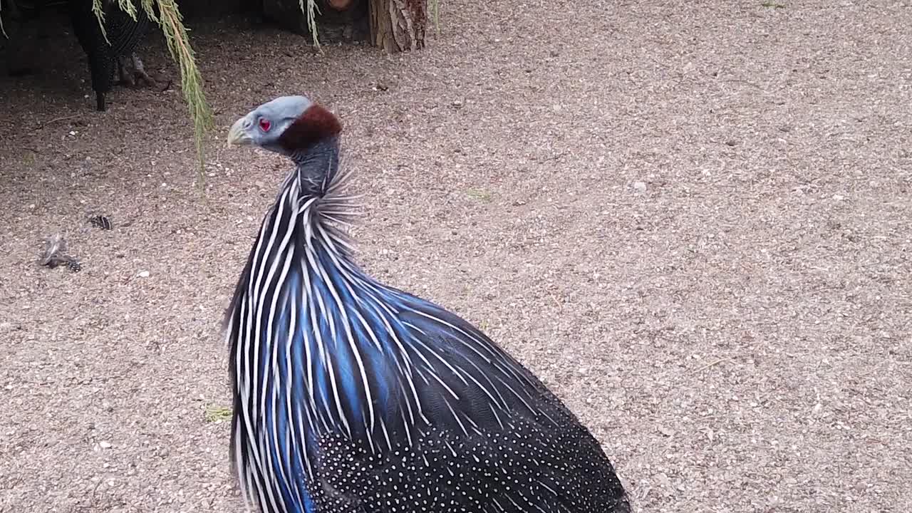 독수리 뿔새 새 스톡 푸티지