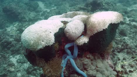 hermoso coral de roca en el arrecife bajo el mar