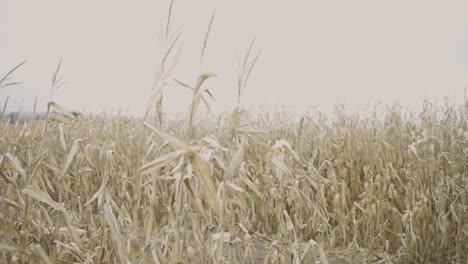 drying cornfield with dried brown stalks and leaves under sunny summer day