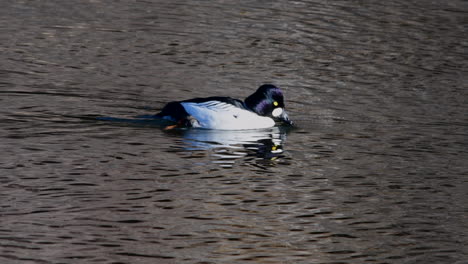 Pato-Goldeneye-Común-Rascándose-Y-Nadando-En-El-Río-Deschutes,-Oregon